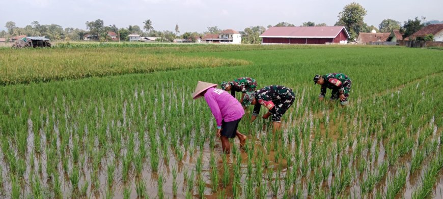 Babinsa Desa Tenggeles Koramil 14 Madukara pendampingan membantu penyiangan