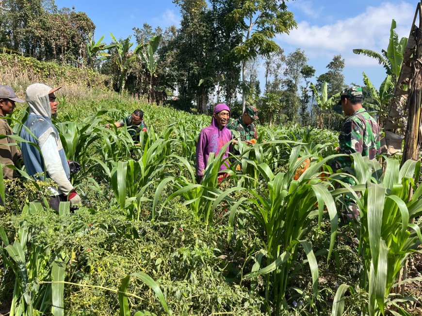 Dukung Ketahanan Pangan Anggota Koramil Dan Babinsa Turun Bantu Petani Perawatan Jagung