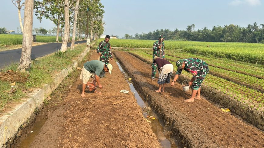 Babinsa dan Poktan Sekar Tani Bersama-sama Tanam Jagung di Musim Kemarau