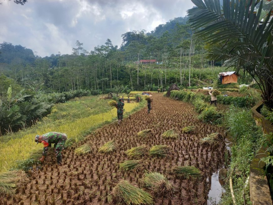 Babinsa Bantu Panen Padi Petani Wujudkan Ketahanan Pangan