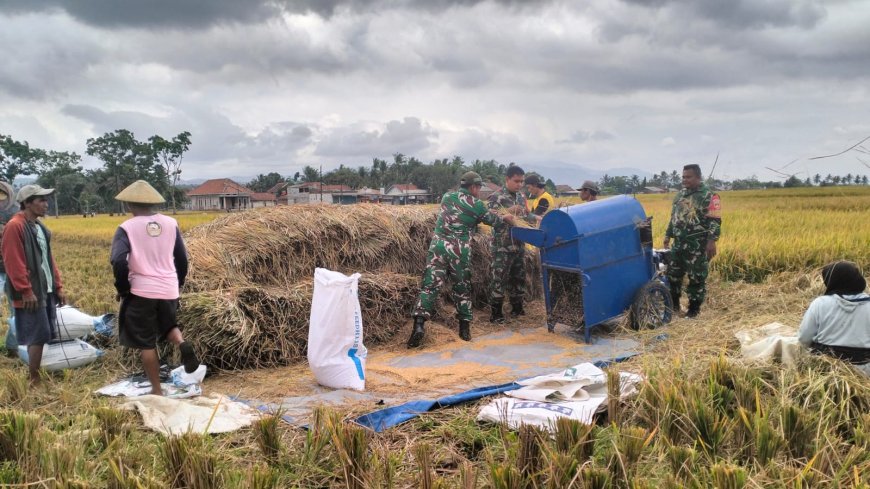 Penuh dengan Keakraban Babinsa Bantu Panen petani diwilayah Binaan