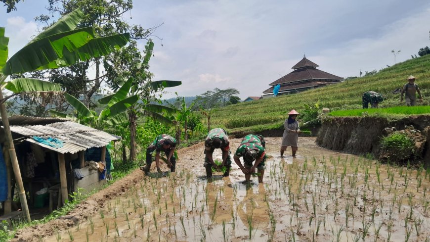 Danramil 12 Sigaluh Tanam Padi Bersama Poktan Maju Makmur Bojanegara