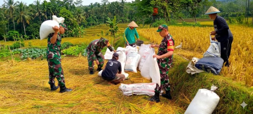 Wujudkan progam pemerintah Koramil 14/Madukara membantu proses panen padi bersama petani