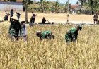 Panen Padi Bersama Poktan Margi Tani Babinsa Koramil 15/Rakit Perkuat Pendampingan Ketahanan Pangan