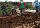 Danramil 05/Batur Bersama Kelompok Tani Panen Kentang di Dieng, Cuaca dan Harga Pasar Jadi Perhatian