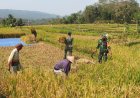 Sukseskan Ketahanan Pangan Danramil Dan Babinsa Terhun Langsung Bantu Petani Panen Padi