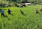 Berantas Hama Tanaman Babinsa Koramil 04 Karangkobar Bantu Petani Semprot Tanaman Padi
