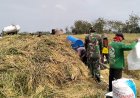 Koramil 02/Klampok Melaksanakan Panen Padi Bersama Poktan Sampurna Desa Kalimandi