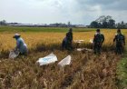 Babinsa Bantu Panen Padi Petani Wujudkan Ketahanan Pangan Nasional