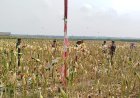 Babinsa Panen Jagung Bersama Masyarakat Susukan