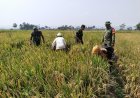 Danramil 08/Purwanegara Pimpin Pendampingan Panen Padi di Desa Danaraja Wujudkan Ketahanan Pangan