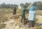 Bantu Petani Saat Musim Panen, Danramil 15/Rakit dan Babinsa Turun ke Sawah Bersama Poktan Margo Tani