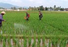 Peduli dengan ketahanan pangan babinsa membantu petaniperawatan padi