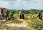 Dukung Ketahanan Pangan, Babinsa Koramil 01/Banjarnegara Dampingi Petani Panen Padi