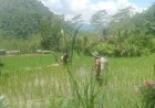 BABINSA KORAMIL 18/PAGENTAN BERSAMA KETUA POKTAN TANI MAJU MELAKSANAKAN KEGIATAN PENYEMPROTAN TANAMAN PADI