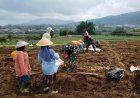 Danramil 05/Batur Dampingi Petani Panen Kentang di Desa Pekasiran