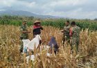 Mendukung Program Ketahanan Pangan Babinsa Membantu Pentani Saat Penan jagung diwilayah