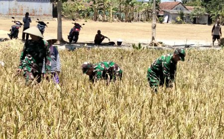 Panen Padi Bersama Poktan Margi Tani Babinsa Koramil 15/Rakit Perkuat Pendampingan Ketahanan Pangan