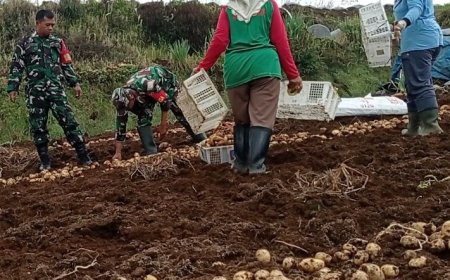 Danramil 05/Batur Bersama Kelompok Tani Panen Kentang di Dieng, Cuaca dan Harga Pasar Jadi Perhatian