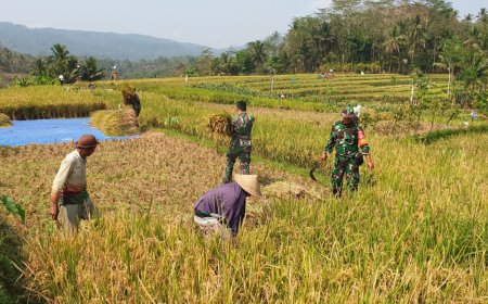 Sukseskan Ketahanan Pangan Danramil Dan Babinsa Terhun Langsung Bantu Petani Panen Padi