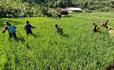 Berantas Hama Tanaman Babinsa Koramil 04 Karangkobar Bantu Petani Semprot Tanaman Padi