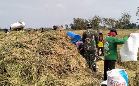 Koramil 02/Klampok Melaksanakan Panen Padi Bersama Poktan Sampurna Desa Kalimandi