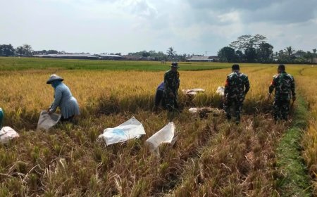 Babinsa Bantu Panen Padi Petani Wujudkan Ketahanan Pangan Nasional