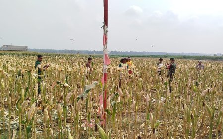 Babinsa Panen Jagung Bersama Masyarakat Susukan