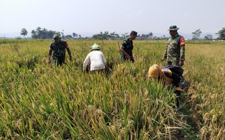 Danramil 08/Purwanegara Pimpin Pendampingan Panen Padi di Desa Danaraja Wujudkan Ketahanan Pangan