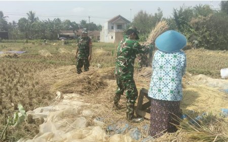 Bantu Petani Saat Musim Panen, Danramil 15/Rakit dan Babinsa Turun ke Sawah Bersama Poktan Margo Tani