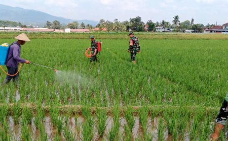Peduli dengan ketahanan pangan babinsa membantu petaniperawatan padi