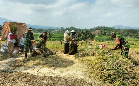 Dukung Ketahanan Pangan, Babinsa Koramil 01/Banjarnegara Dampingi Petani Panen Padi