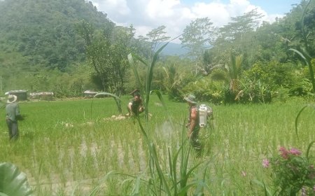 BABINSA KORAMIL 18/PAGENTAN BERSAMA KETUA POKTAN TANI MAJU MELAKSANAKAN KEGIATAN PENYEMPROTAN TANAMAN PADI