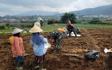 Danramil 05/Batur Dampingi Petani Panen Kentang di Desa Pekasiran