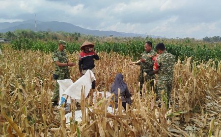 Mendukung Program Ketahanan Pangan Babinsa Membantu Pentani Saat Penan jagung diwilayah