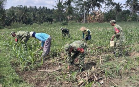 Anggota Koramil 10/Bawang Bersama Kelompok Tani Desa Mantrianom Lakukan Perawatan Tanaman Jagung