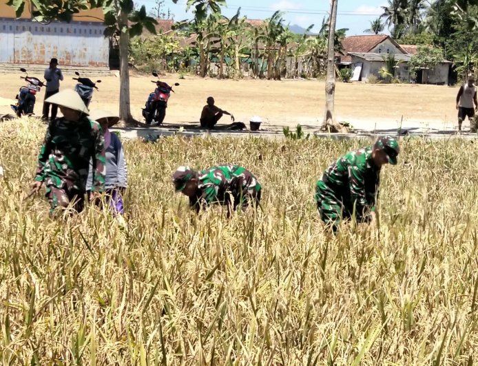 Panen Padi Bersama Poktan Margi Tani Babinsa Koramil 15/Rakit Perkuat Pendampingan Ketahanan Pangan