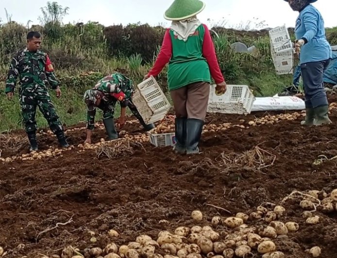 Danramil 05/Batur Bersama Kelompok Tani Panen Kentang di Dieng, Cuaca dan Harga Pasar Jadi Perhatian