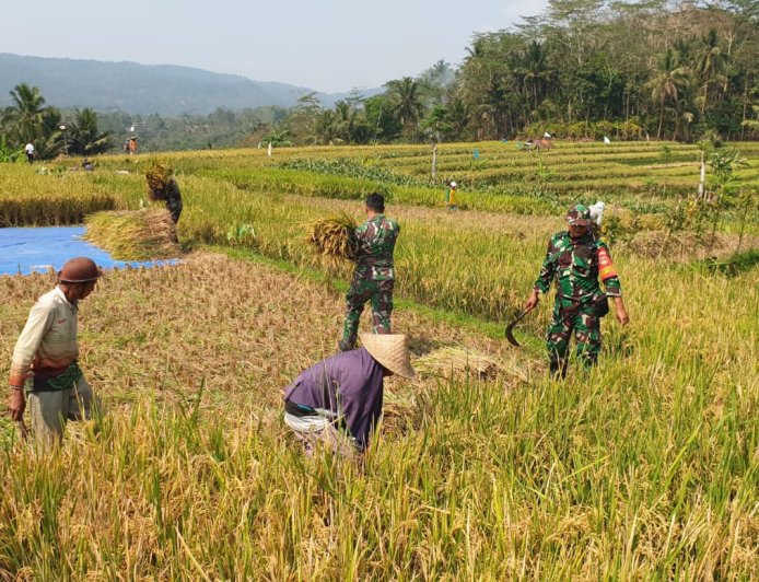 Sukseskan Ketahanan Pangan Danramil Dan Babinsa Terhun Langsung Bantu Petani Panen Padi