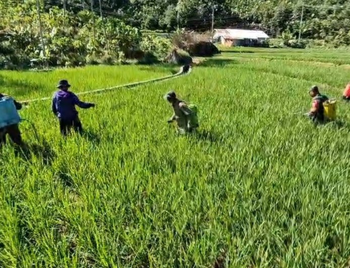 Berantas Hama Tanaman Babinsa Koramil 04 Karangkobar Bantu Petani Semprot Tanaman Padi