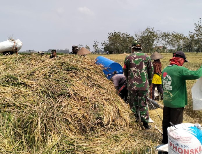 Koramil 02/Klampok Melaksanakan Panen Padi Bersama Poktan Sampurna Desa Kalimandi