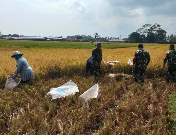 Babinsa Bantu Panen Padi Petani Wujudkan Ketahanan Pangan Nasional