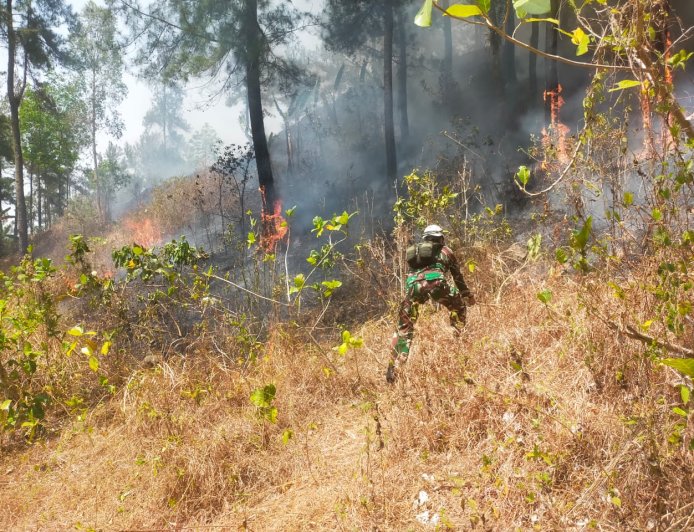 Babinsa Koramil 07/Mandiraja Bersama Tim Gabungan Padamkan Kebakaran Lahan Pinus di Glempang
