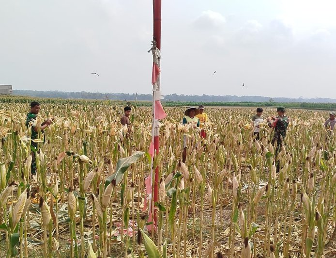 Babinsa Panen Jagung Bersama Masyarakat Susukan