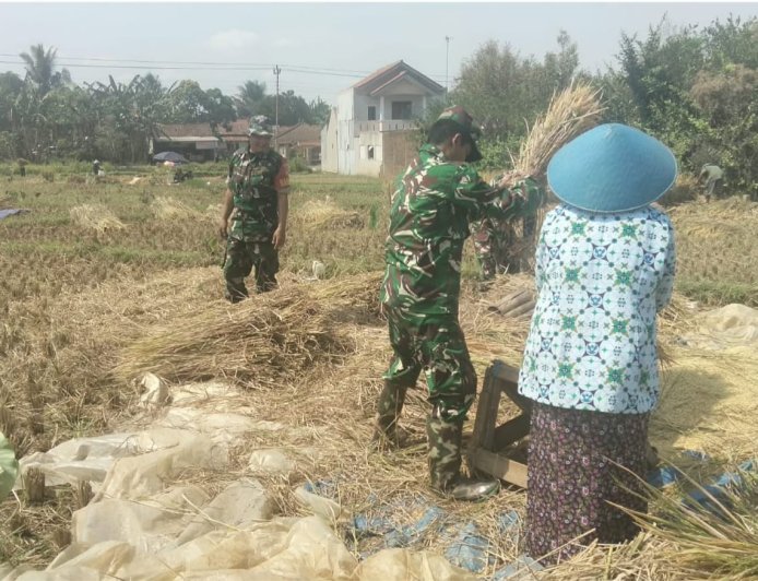 Bantu Petani Saat Musim Panen, Danramil 15/Rakit dan Babinsa Turun ke Sawah Bersama Poktan Margo Tani