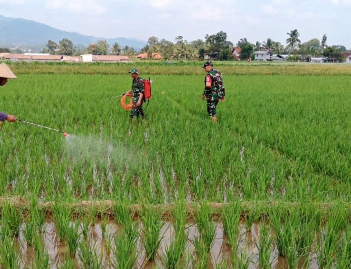 Peduli dengan ketahanan pangan babinsa membantu petaniperawatan padi
