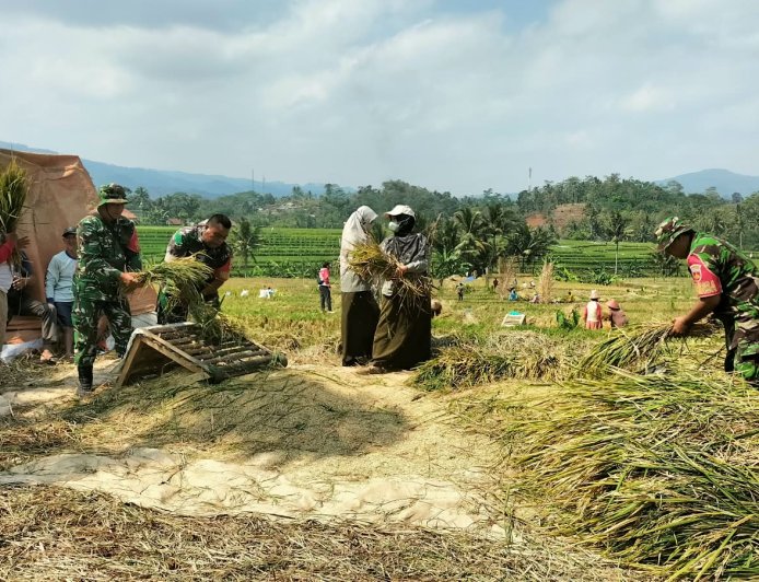 Dukung Ketahanan Pangan, Babinsa Koramil 01/Banjarnegara Dampingi Petani Panen Padi