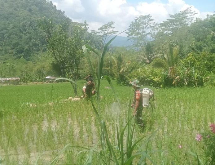 BABINSA KORAMIL 18/PAGENTAN BERSAMA KETUA POKTAN TANI MAJU MELAKSANAKAN KEGIATAN PENYEMPROTAN TANAMAN PADI