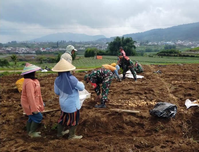 Danramil 05/Batur Dampingi Petani Panen Kentang di Desa Pekasiran