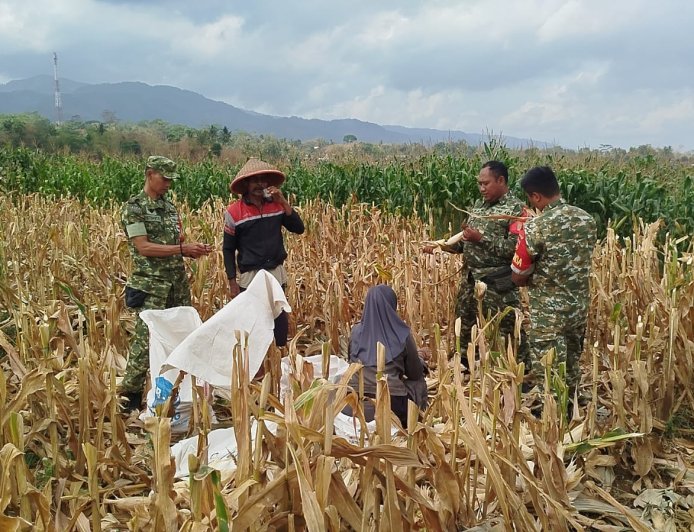 Mendukung Program Ketahanan Pangan Babinsa Membantu Pentani Saat Penan jagung diwilayah